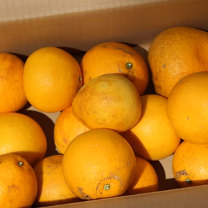 訳あり　河内晩柑　4ｋｇ！　キズ、黒点あり！！サイズバラバラ！！