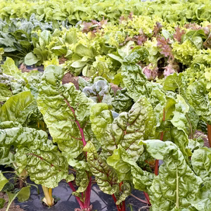 信州産｜サラダセット