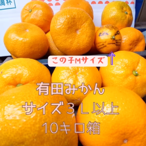 有田みかん　みかん　10キロ箱　訳あり　３Ｌ以上