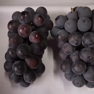 BKシードレス　およそ1kg　(ベリーA×巨峰）