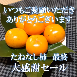 ※ご愛顧大感謝セール　たねなし柿（ご家庭用）＜柿チャレンジ＞
