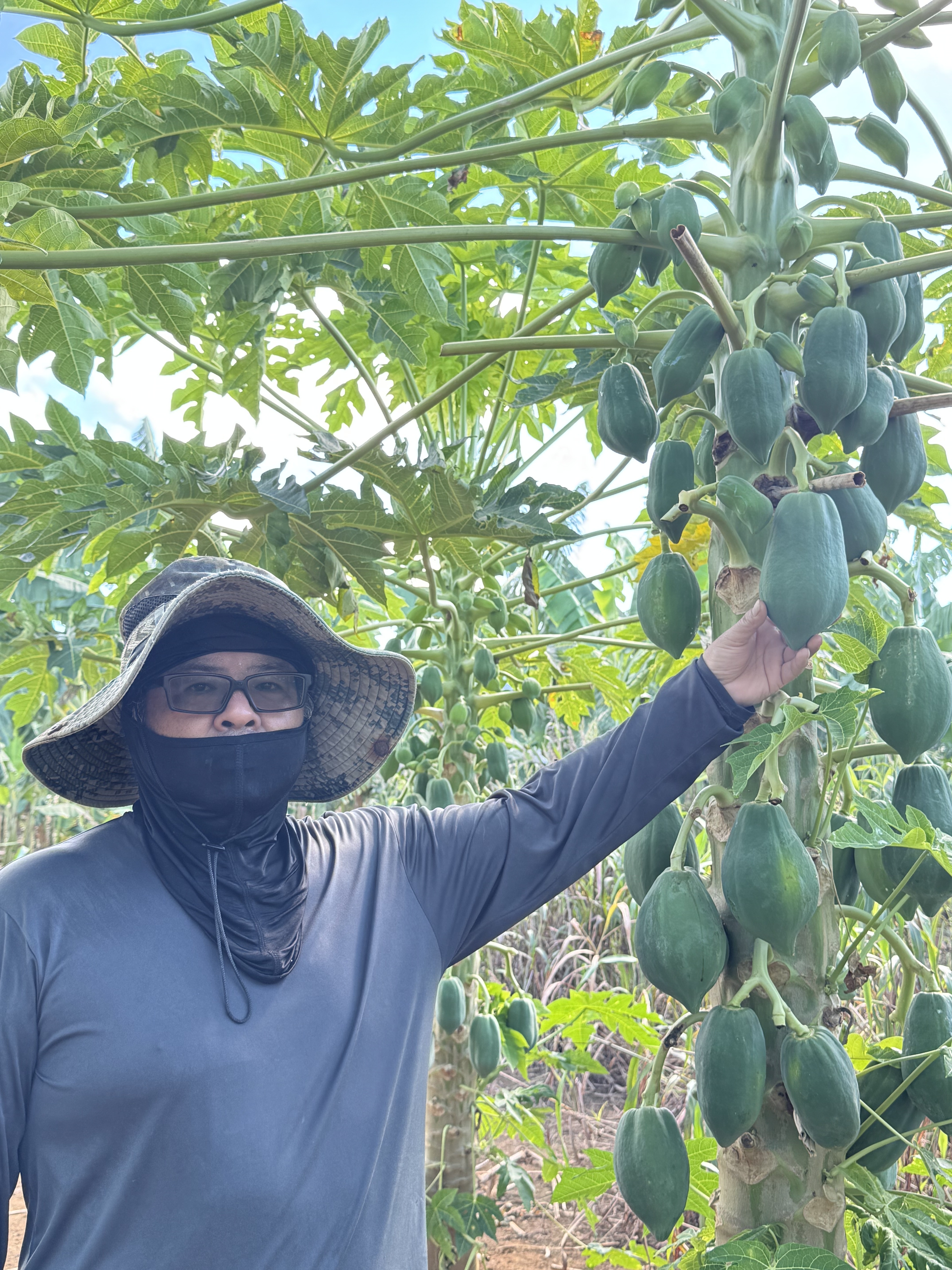 宮古島産 青パパイヤ｜パパイヤの商品詳細｜ポケットマルシェ｜産地