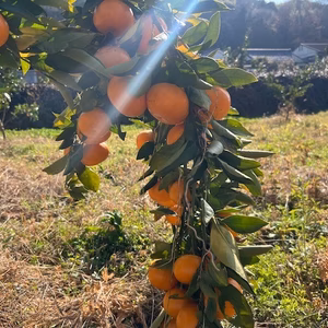 和歌山県限定！きゅうき2.7㎏（25個〜30個）