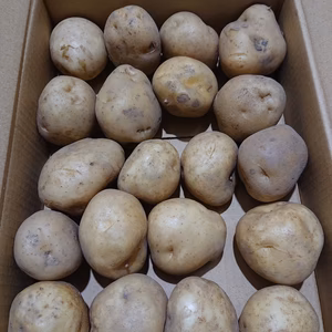 ジャガイモ（男爵）1.8ｋｇ/Ｍサイズ約20個前後【農薬不使用】