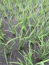 令和2年度 健康プロトン玄米 (農薬.化学肥料使用ゼロ)自然栽培プラスα
