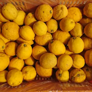 【沖縄・北海道地域専用】防腐剤・農薬等不使用 甘味も感じるレモン1-17キロ