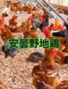 【濃厚白湯‼】超贅沢品！安曇野 地鶏100％スープ！！1㎏【冷凍】