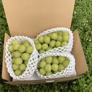 お買得！小房シャインマスカット　1.3kg以上(3〜4房)