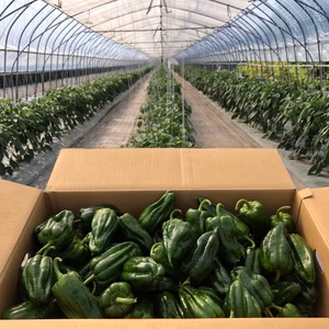 【即日出荷】数量限定★あまくて新鮮！北海道産ピーマン6㎏