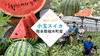【4月20日から順次発送】熊本県植木産スイカ！！小玉スイカ（ひとりじめ）2玉入り