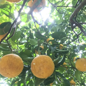 樹上完熟 農薬不使用【甘夏】