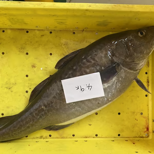 6日.水揚げ‼️春の神経〆タラ明日発送