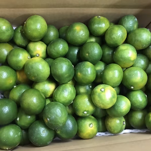 もぎたて新鮮‼︎ 和歌山産　ゆら早生みかん　超小粒　