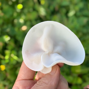 【非常に希少な”生”】白いきくらげ「白美茸（はくびたけ）」