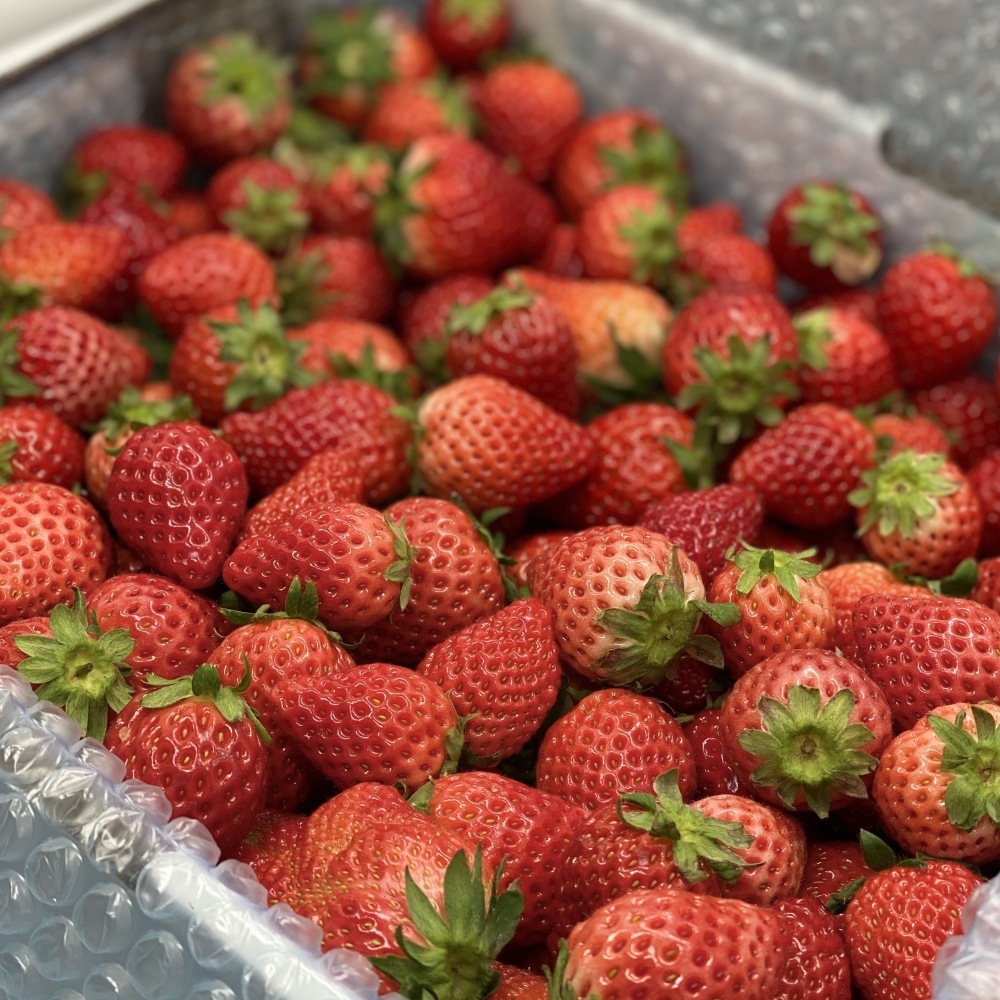 バックナンバー]春休みの3選→たっぷり加工用いちご🍓静岡生まれのEV