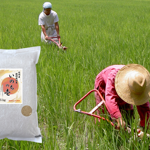 《玄米》 信州産 特別栽培米『いのちの壱』大粒の品種です！令和4年産