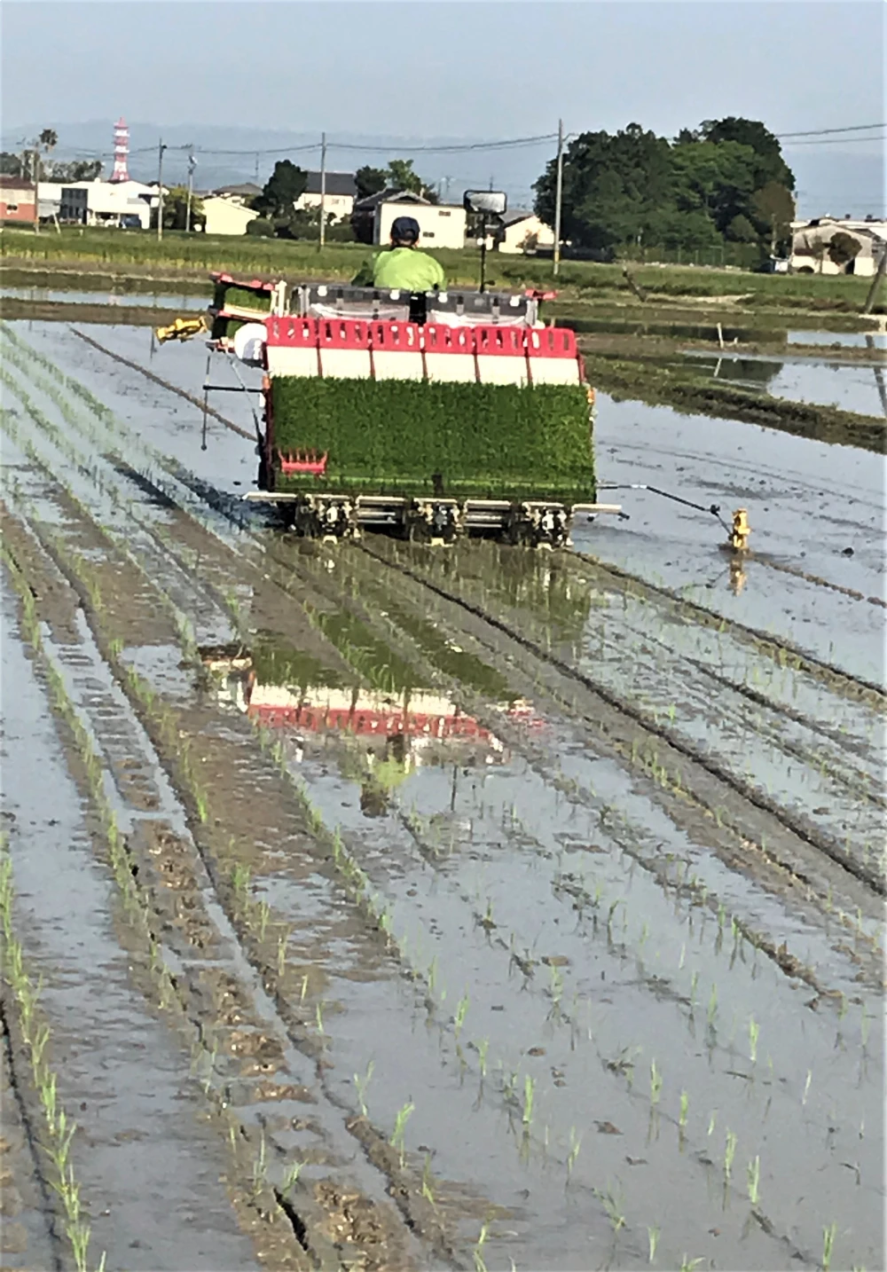 令和5年産【玄米】もっちり甘いコシヒカリ『タモじぃー米』