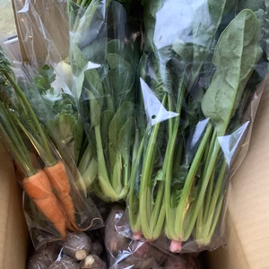【送料無料‼️】無農薬無化学肥料　採りたて新鮮！もぐもぐ野菜セット