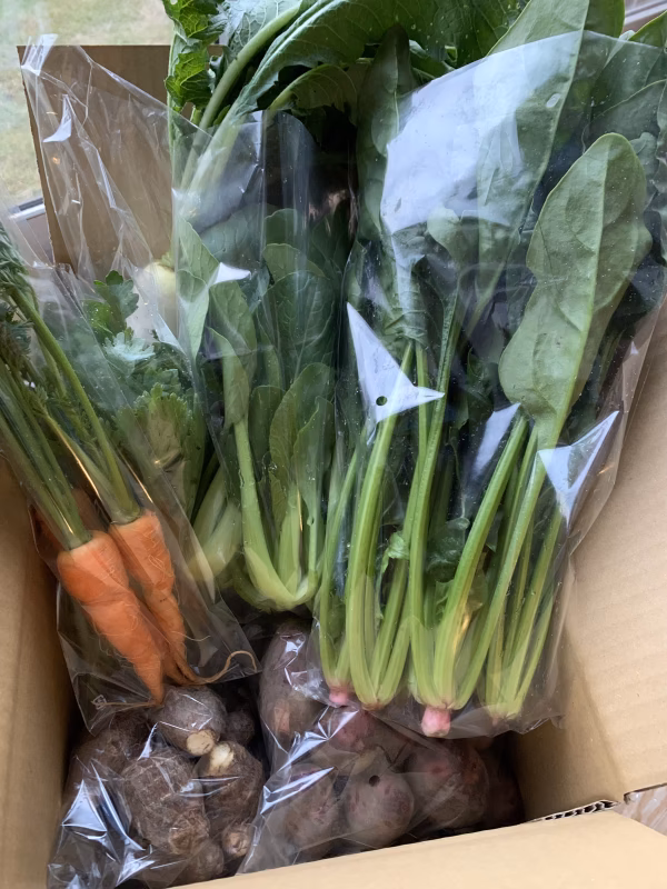 【送料無料‼️】無農薬無化学肥料　採りたて新鮮！もぐもぐ野菜セット