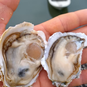 食べたら分かるこの美味さ!　牡蠣!鏡オイスター!