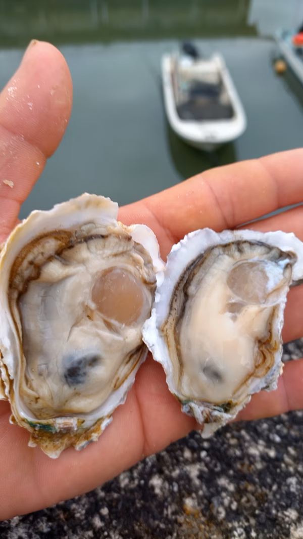 食べたら分かるこの美味さ!　牡蠣!鏡オイスター!