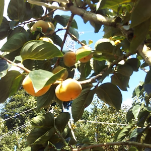 自家用たねなし柿（格外・サイズ混合）4.0kg