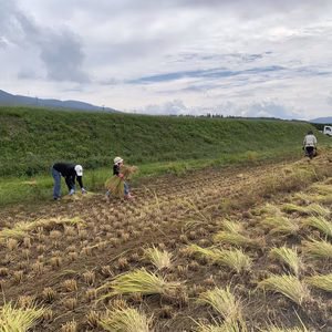 生米/風さやか（信州推奨米）/稲架け米/無洗米/5kg