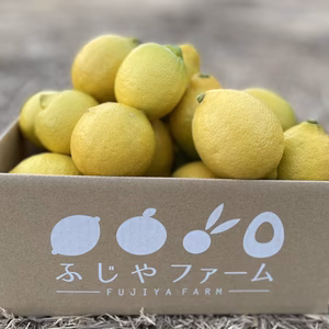 【島から贈る爽やかな香り！】大崎上島産イエローレモン