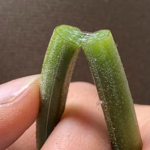 あく抜き済みのわらび＋むいてある山ぐるみ