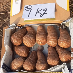 美肌＆デトックス効果抜群❣　里芋(土垂)　「特Ａ品」1点限り❕