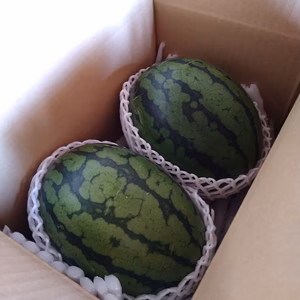 小玉スイカ☆長崎県産