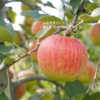 【シナノスイート/家庭用】当園一番人気！長野の甘いりんご/特栽/ネオニコ不使用