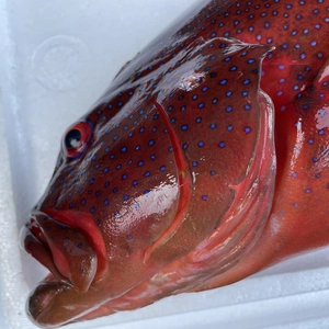【魚突き】動画あり　スジアラ（アカジン）2.2kg 鱗、内臓処理済