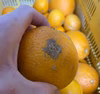 甘くてジューシー♪　果汁たっぷりの減農薬清見オレンジ