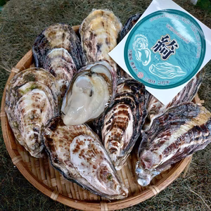 2025年・最高金賞受賞‼️三倍体マガキ『綺』