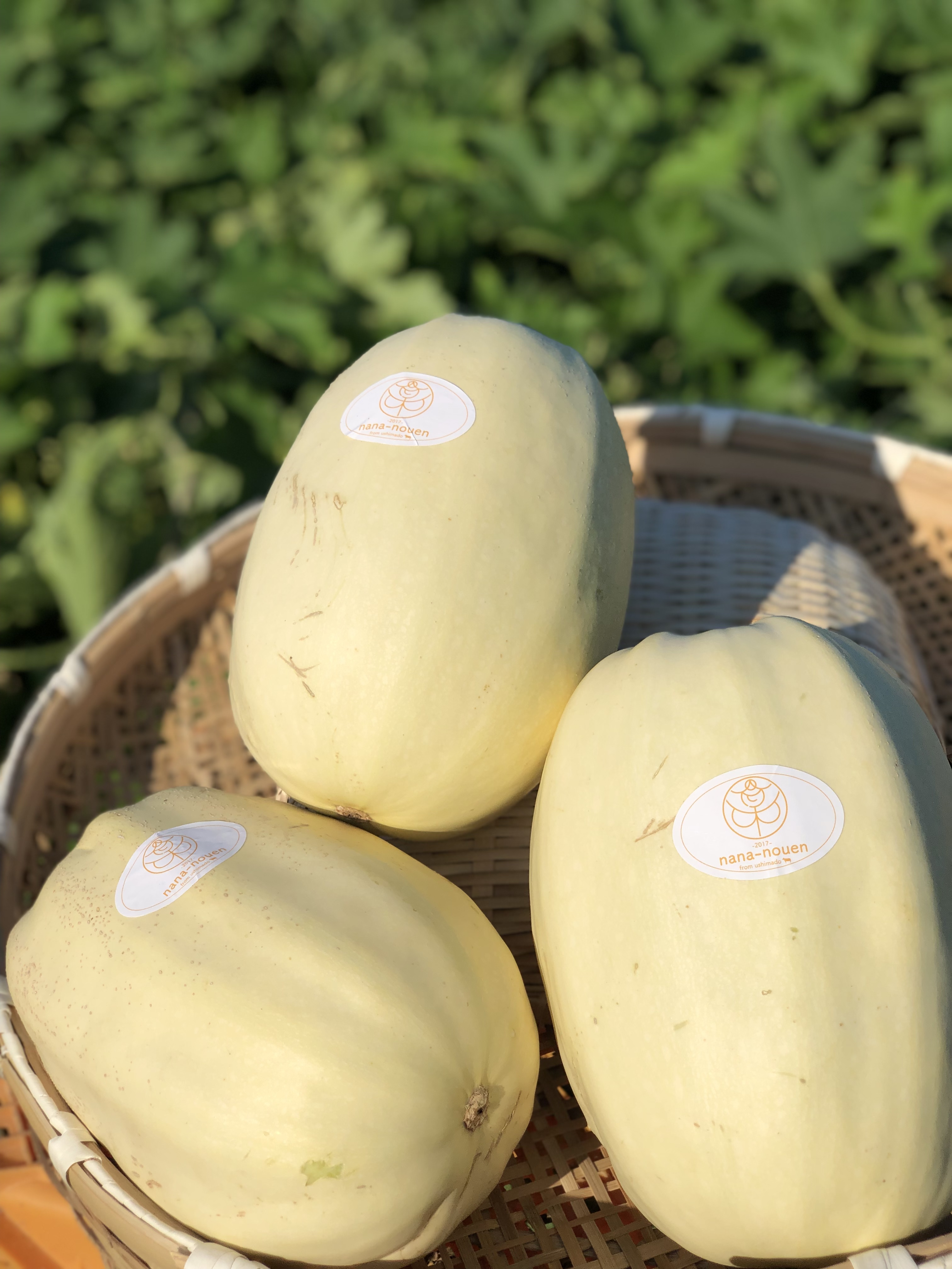 かぼちゃの通販・お取り寄せ商品｜野菜｜ポケットマルシェ｜産地直送で