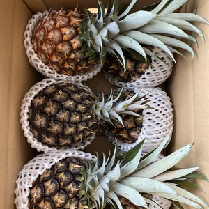 沖縄県石垣島産中玉ピーチパイン2kg入り