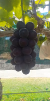 2024年　ぶどう　藤稔（ふじみのり）3房（2.0kg程度）