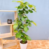 【在庫販売】　フィカス　ゴムの木　グランディス　ブラウン　曲がり　フィカスグラ