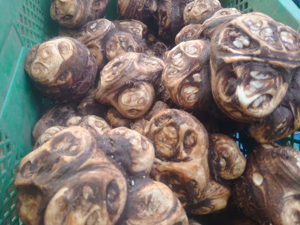 【良いお年を！】里芋の王様「八つ頭」サイズ色々【お正月の縁起物】