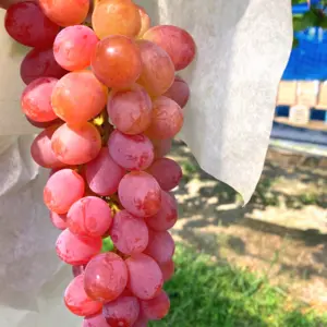 【数量限定】花のような香り♪ヌーベルローズ