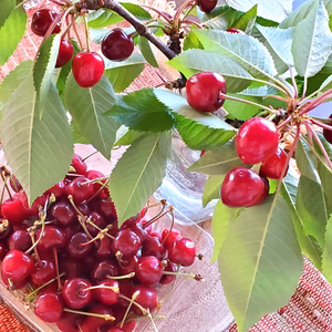 枝付きさくらんぼ〈完熟紅さやか〉2本♪