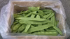 サクサクした食感のインゲン、モロッコ！ご注文いただいてから収穫！