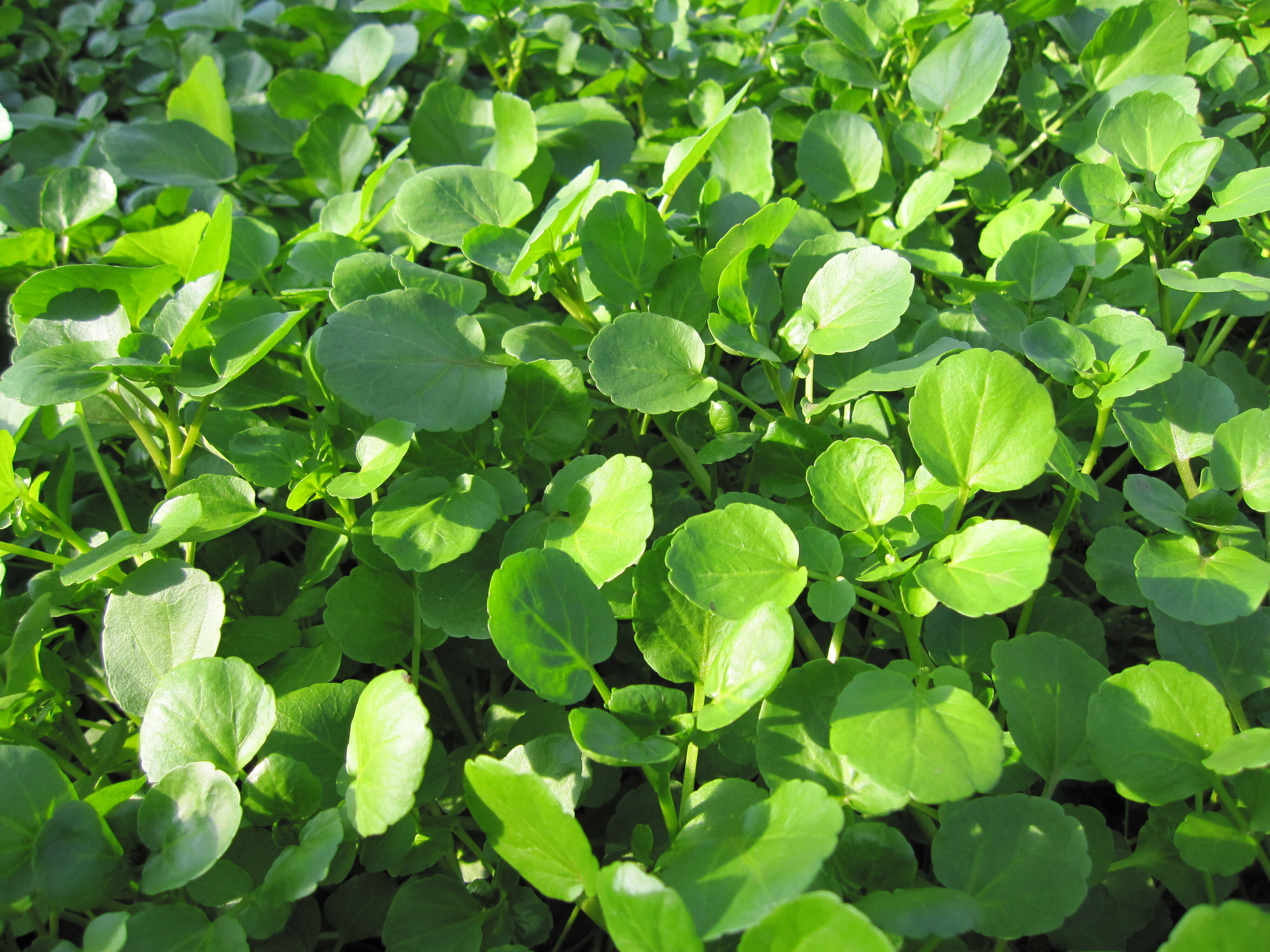 クレソン粉末 1袋 20g 宮崎県産 - 野菜