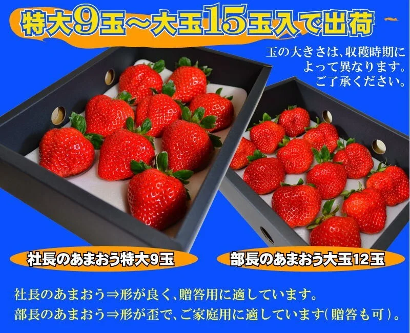 訳あり【特大】あまおう9〜15玉入×2箱 苺(いちご)イチゴの王様アマオウ