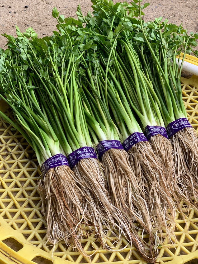 九州産 国産 しょうが ショウガ 九州 九州の安心 安全な野菜 熊本産 生姜 約１５０ｇ 最大56％オフ！ 生姜