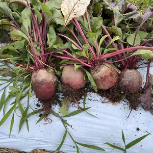 ビーツ（西洋赤カブ）　1.0kg