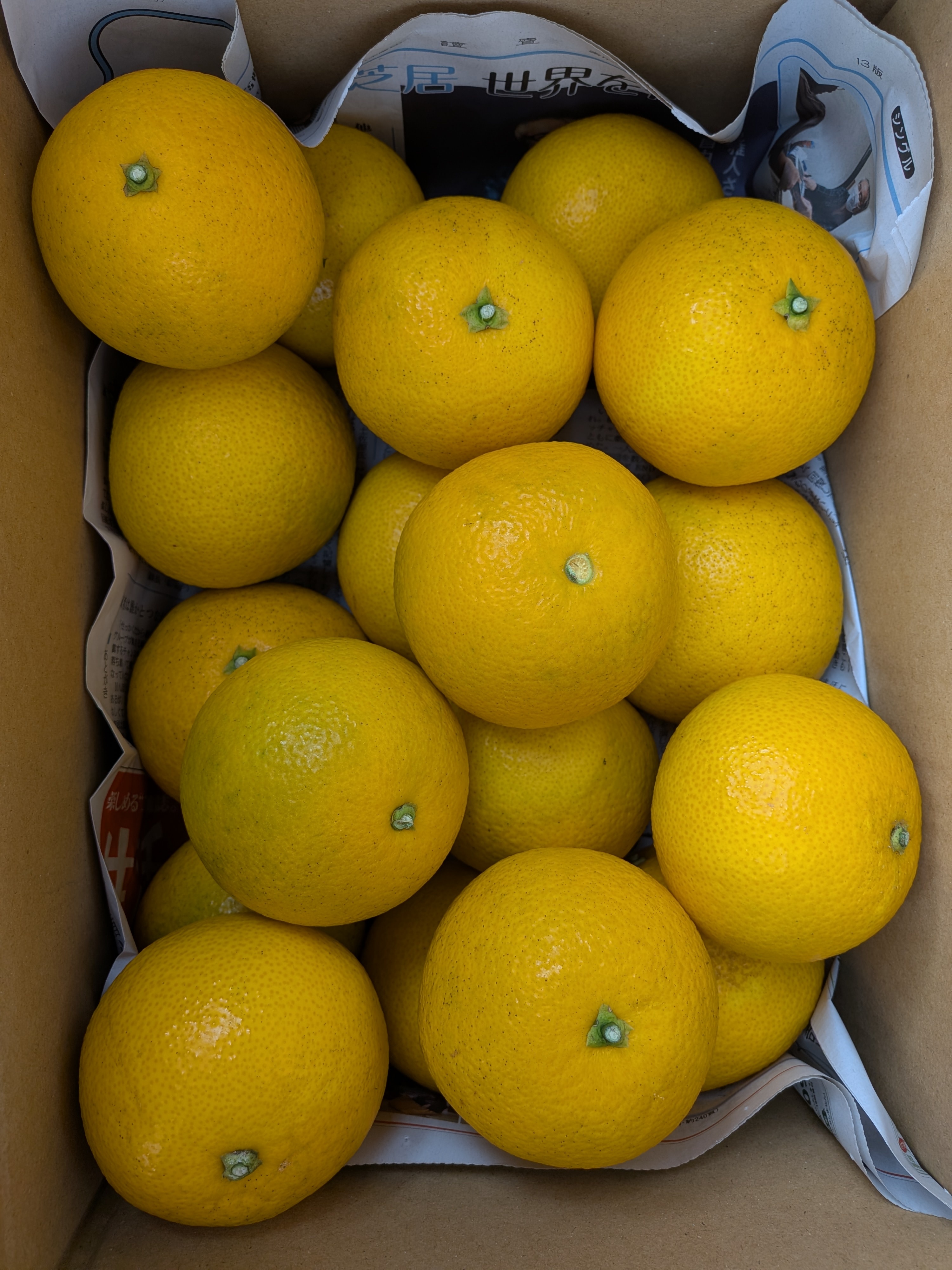 減農薬除草剤未使用 八朔サイズM以上(約5キロ箱込) 減農薬除草剤未使用八朔(約5キロ箱込)サイズM以上