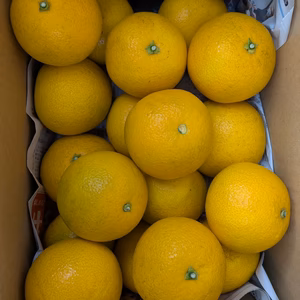 　減農薬除草剤未使用　八朔サイズM以上（約5キロ箱込）