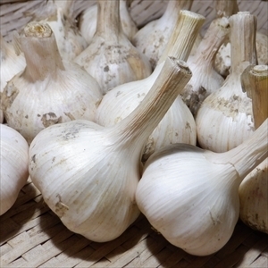 自然栽培（無除草剤！無肥料！無農薬！）の土付き新にんにく　